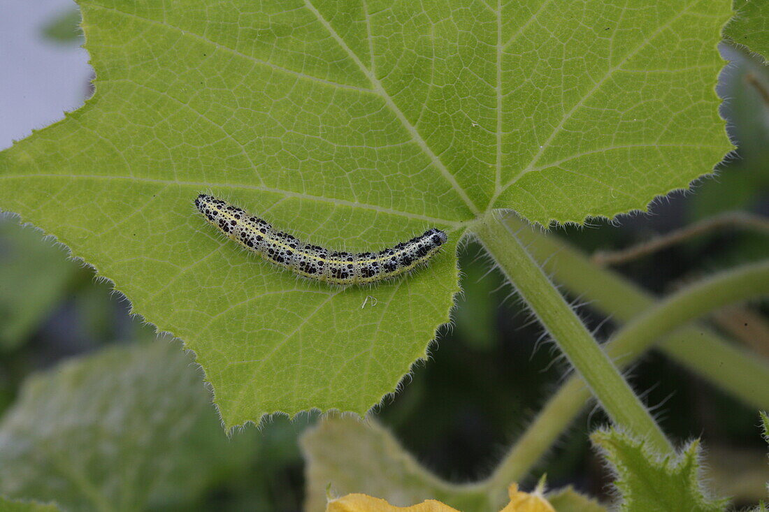 Pieris brassicae