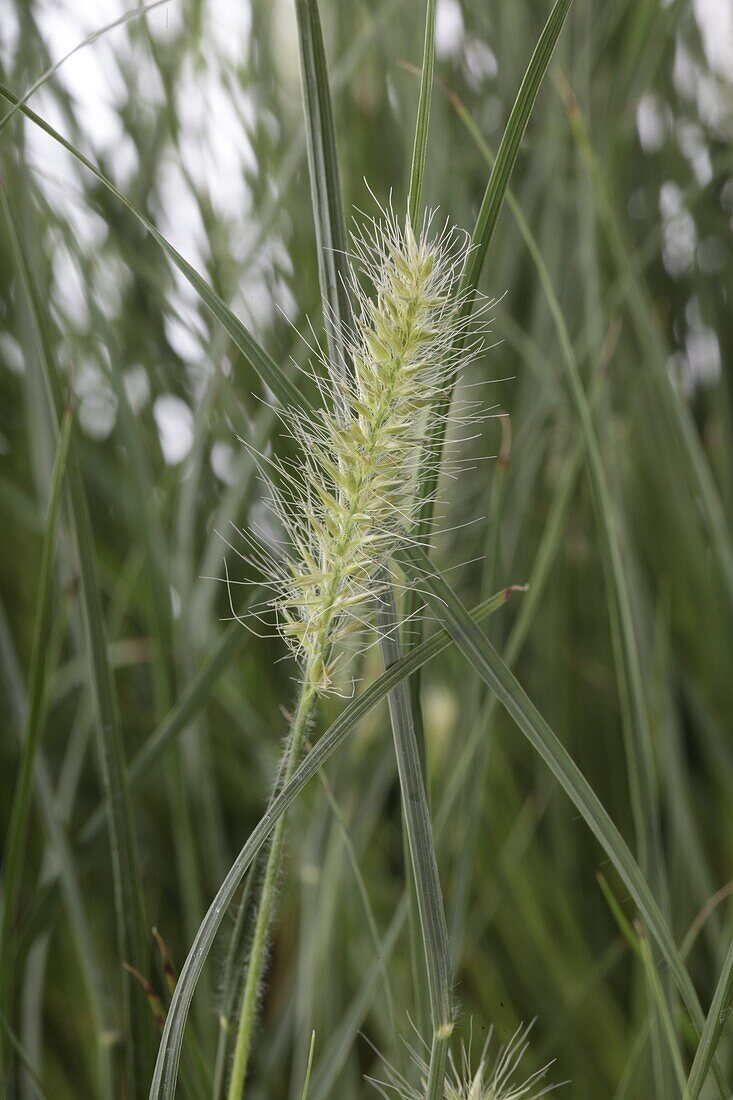 Pennisetum alopecuroides 'Little Bunny'