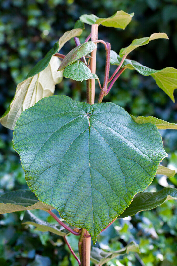 Actinidia chinensis