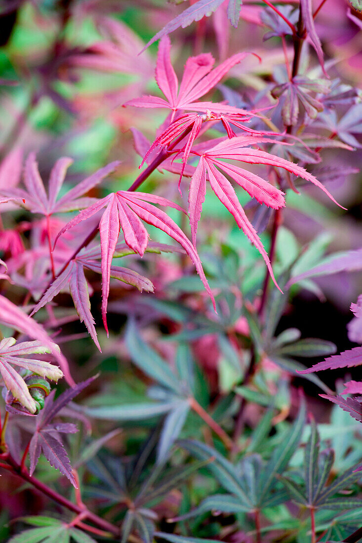 Acer palmatum 'Shaina'