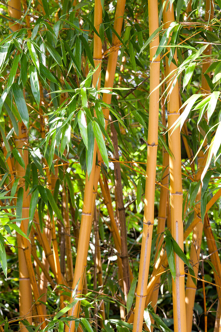 Phyllostachys aurea