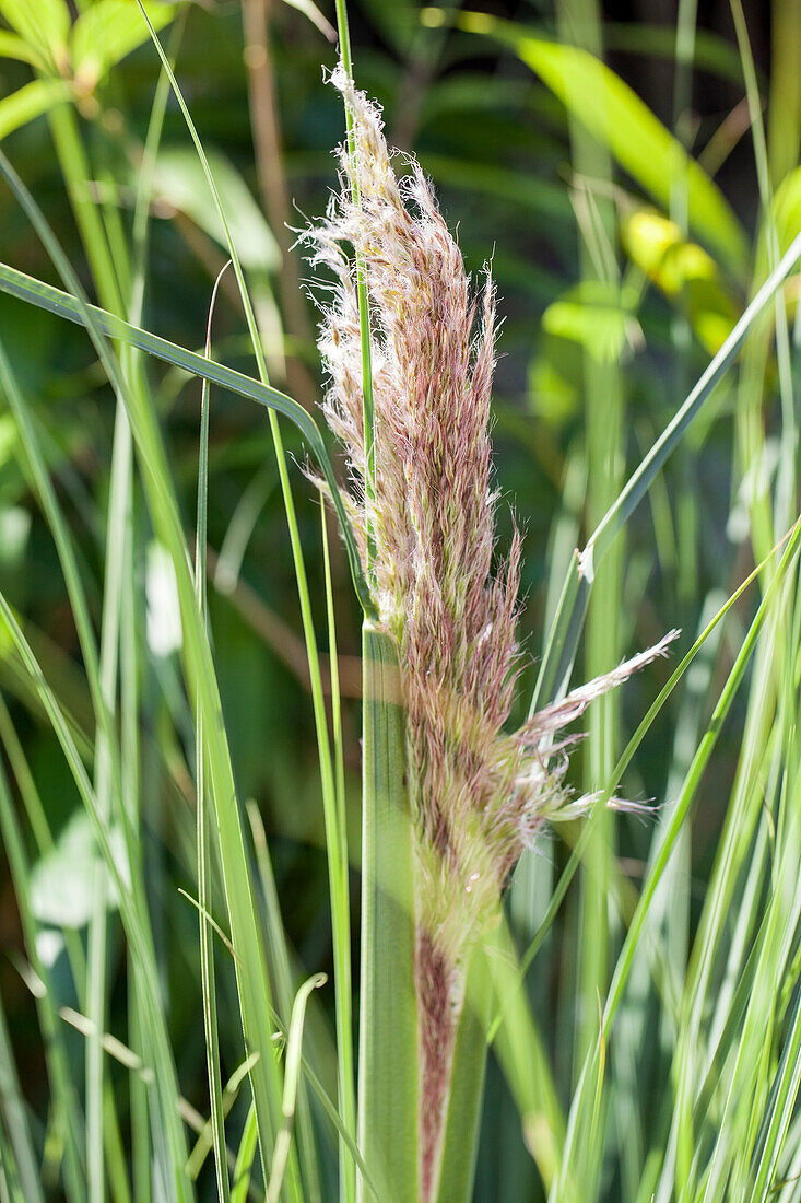 Cortaderia