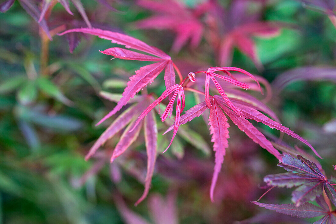 Acer palmatum 'Shaina'