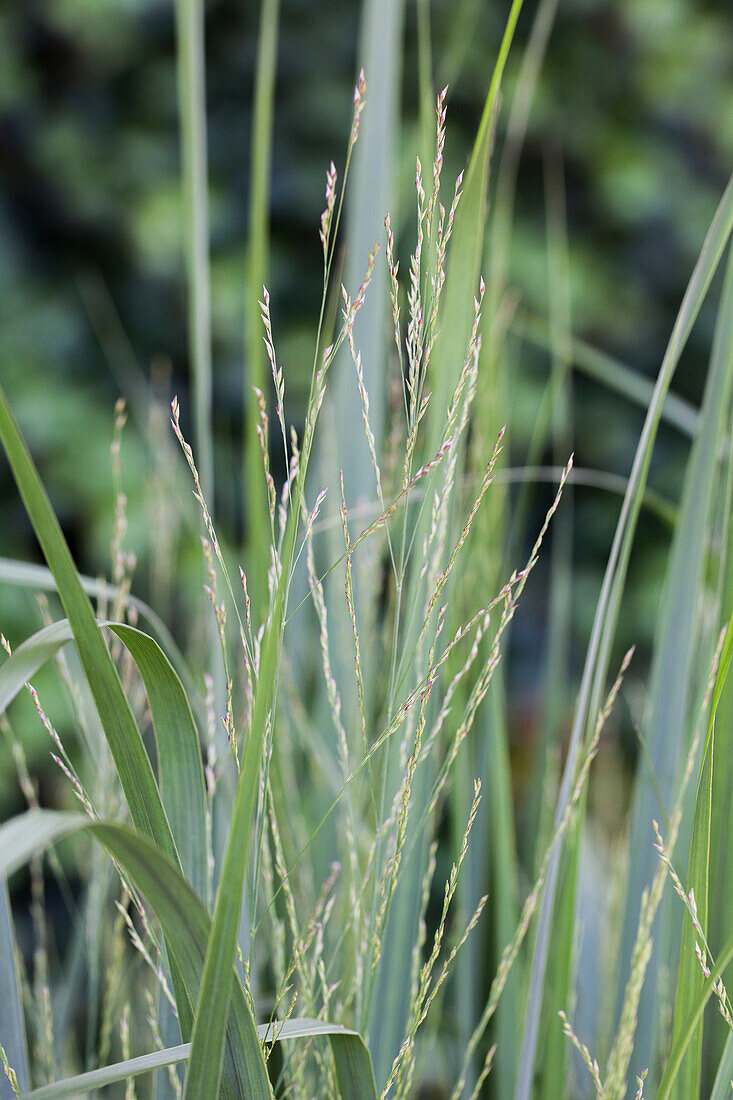 Panicum virgatum 'Northwind