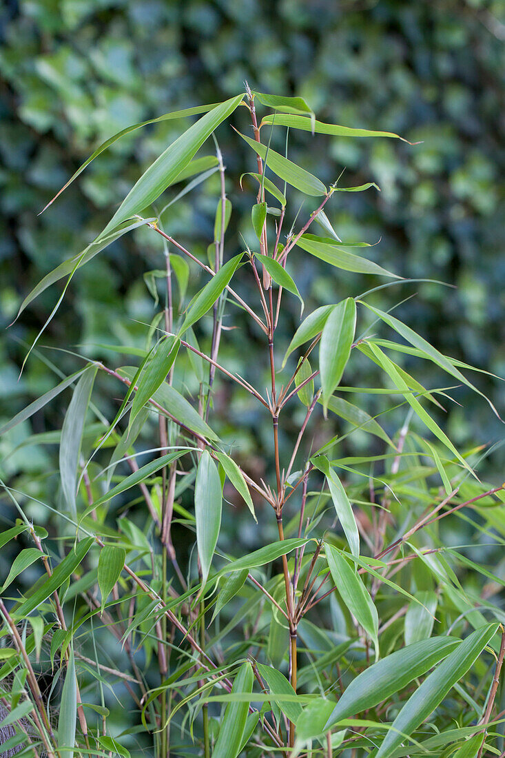 Fargesia robusta 'Pingwu'