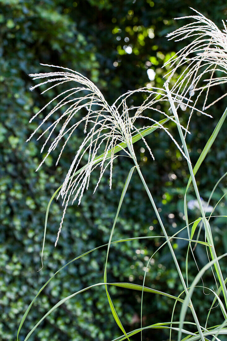 Miscanthus sinensis 'Silberfeder'