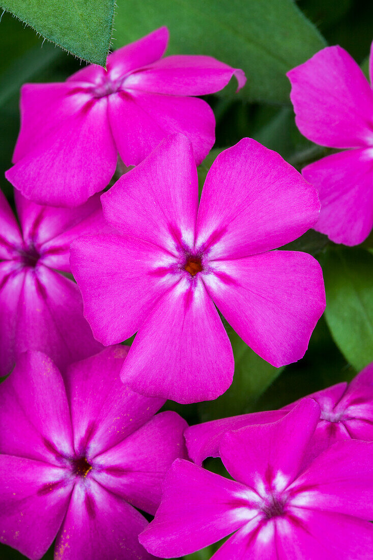 Phlox Intensia®