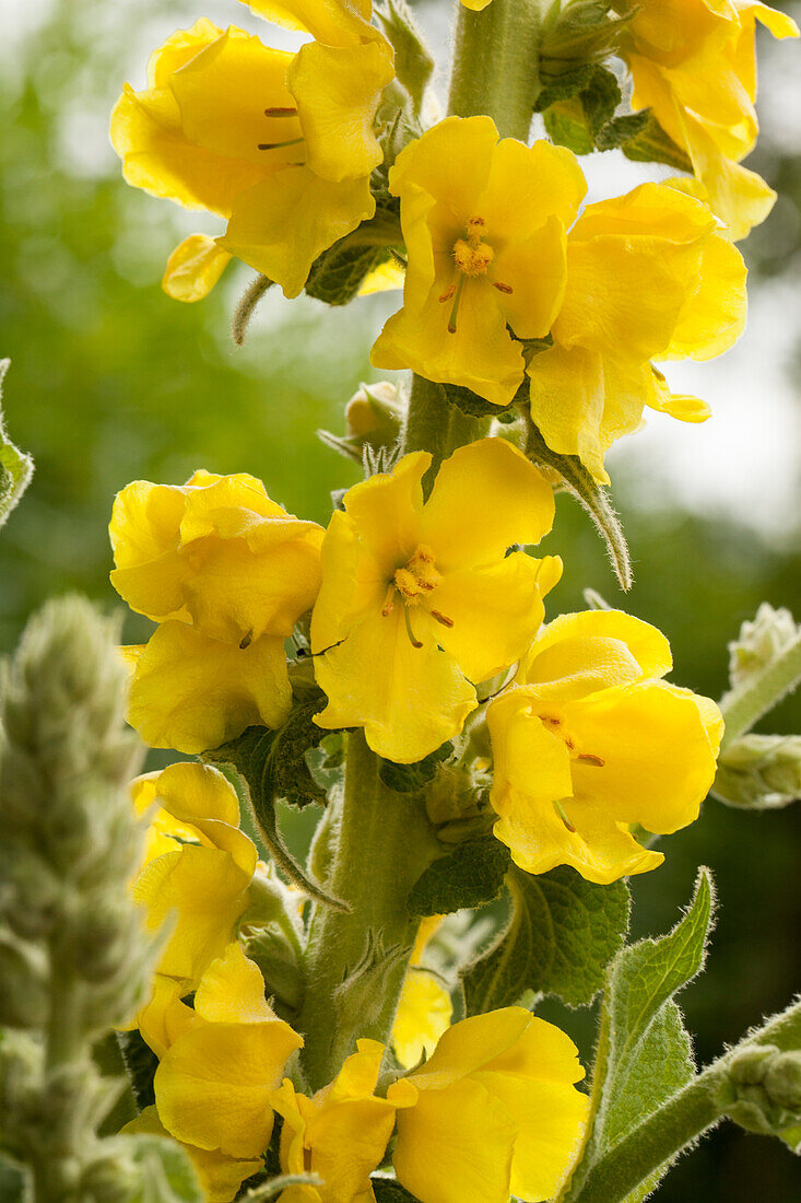 Verbascum