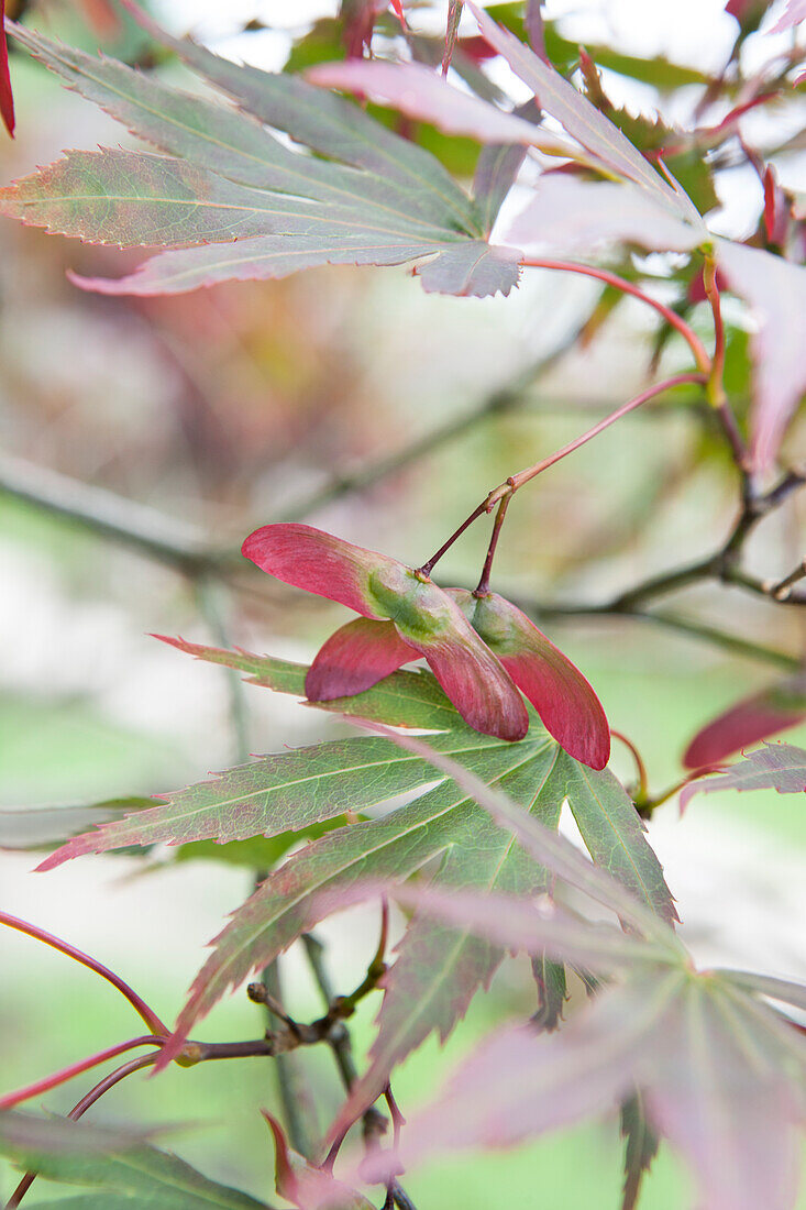 Acer palmatum