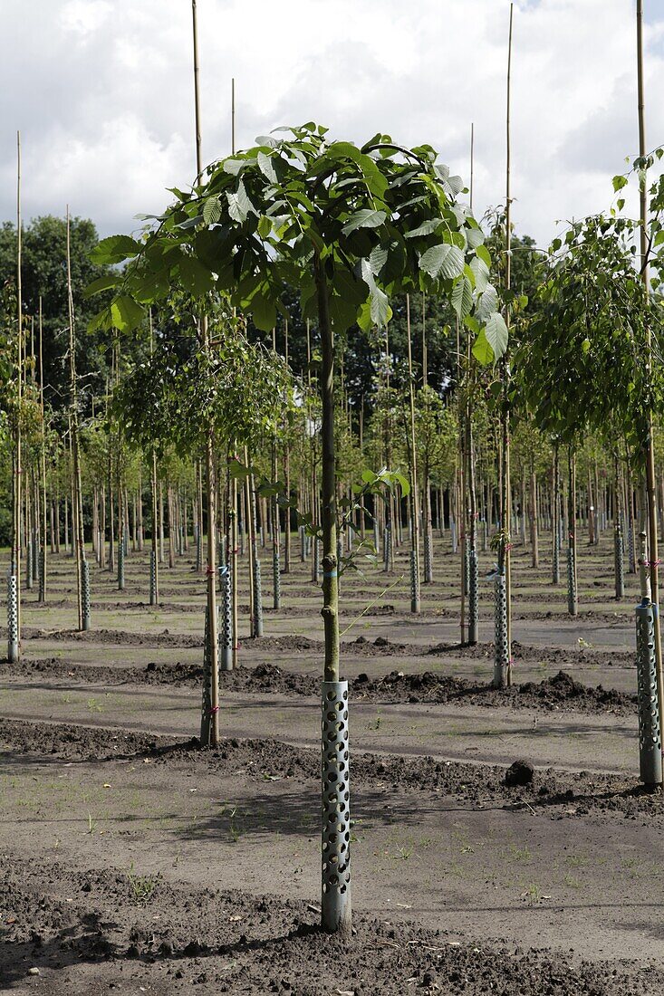 Betula pendula Youngii