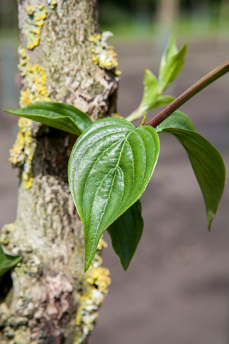 Cornus mas