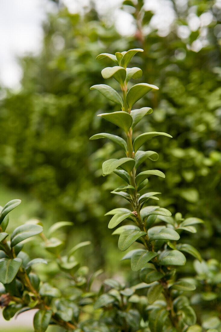 Buxus sempervirens var. arborescens