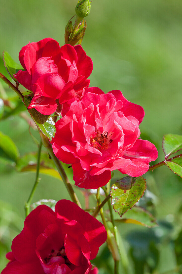 Rosa 'Black Red'