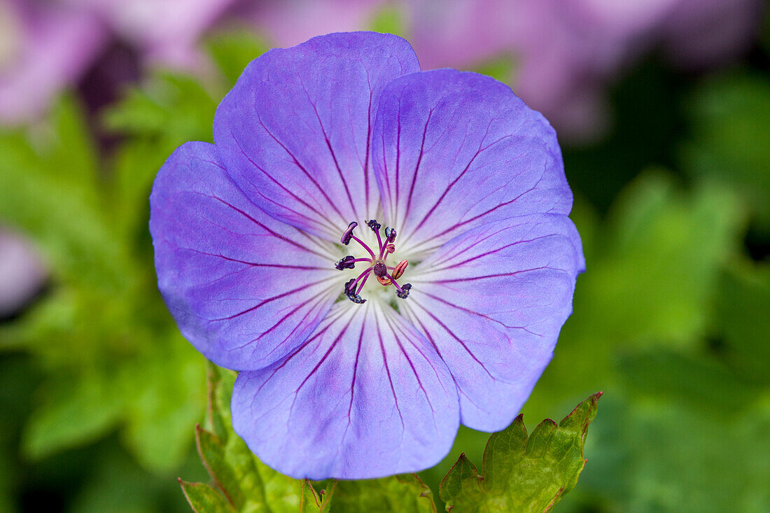 Geranium 'Azure Rush'®