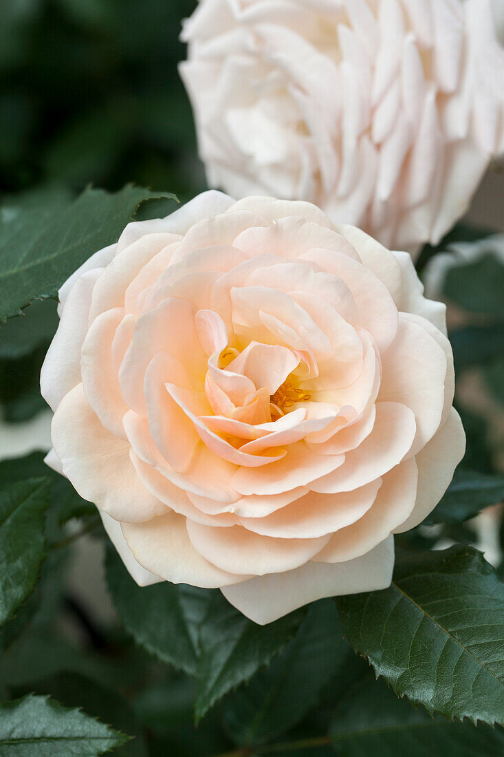 Rosa 'Sweet Honey'®