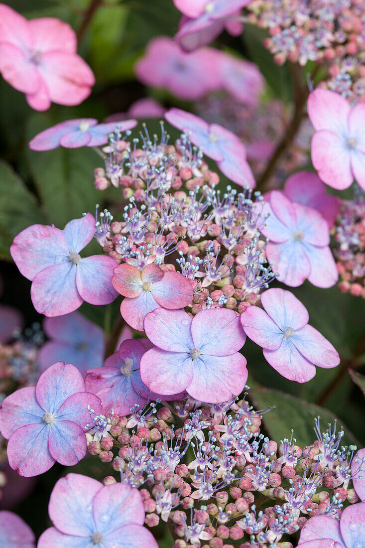 Hydrangea serrata 'Koreana'