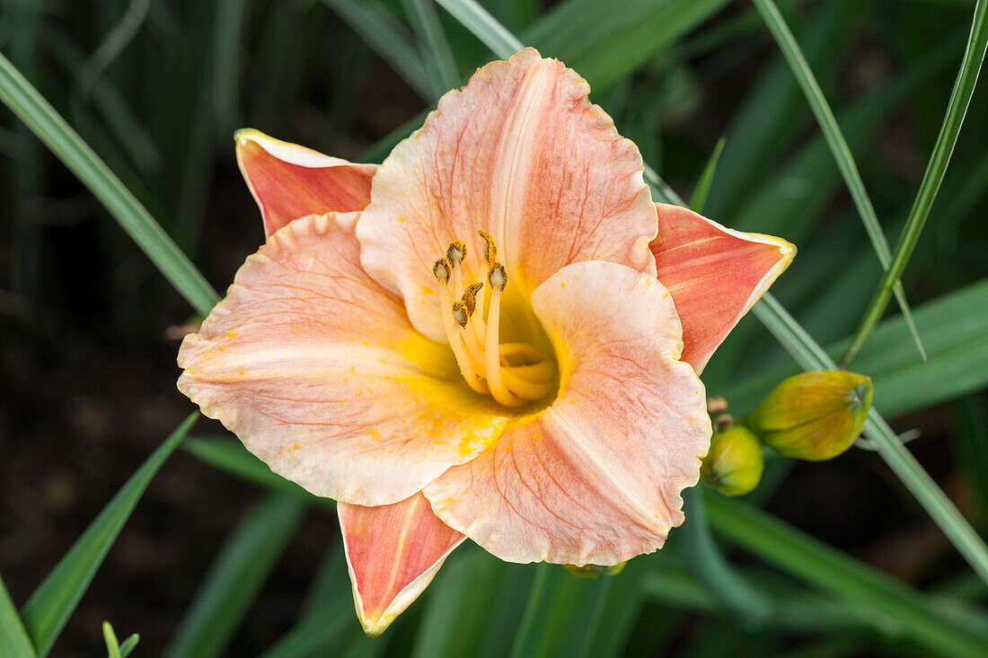 Hemerocallis 'Rose Talisman'