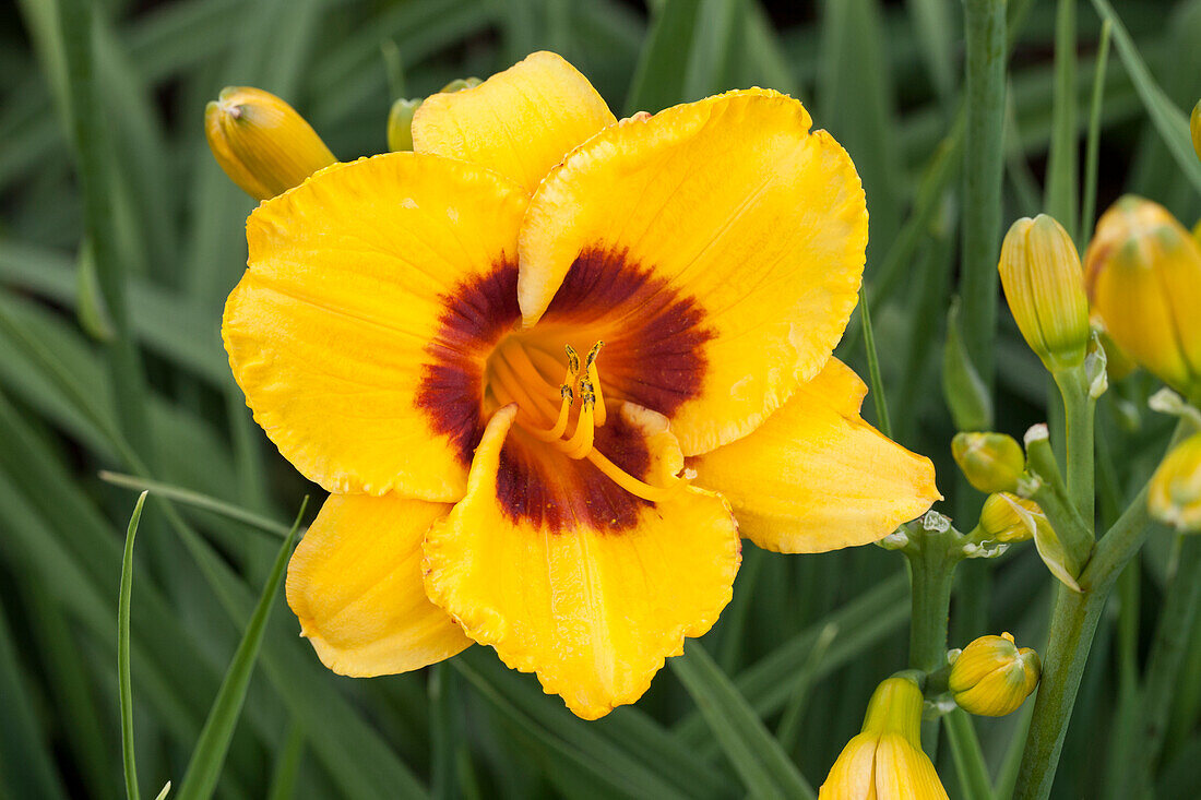 Hemerocallis, rot-gelb