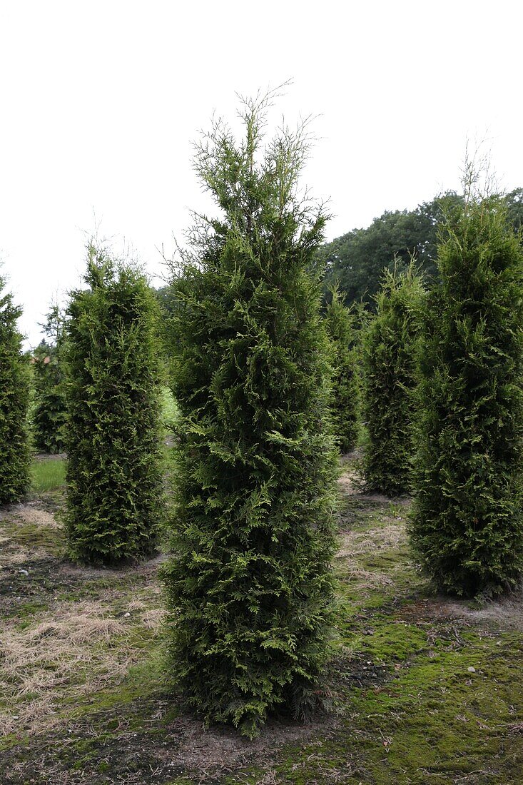 Thuja