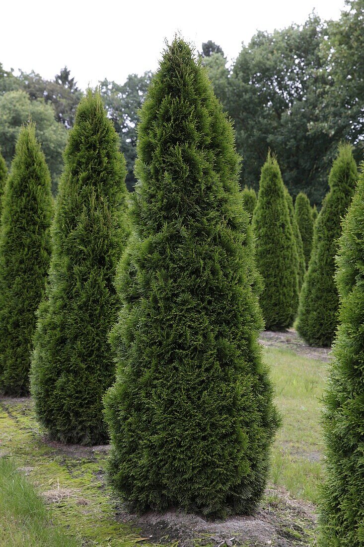 Thuja