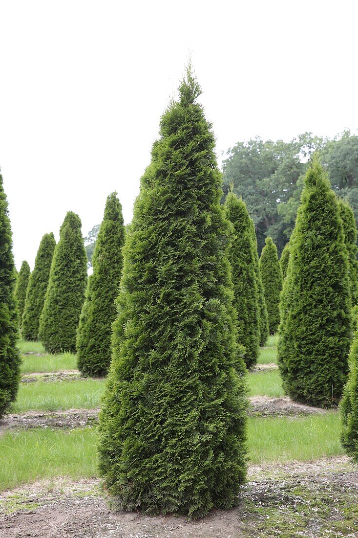 Thuja