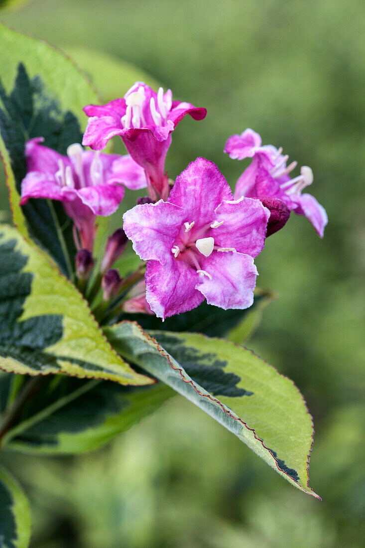 Weigela