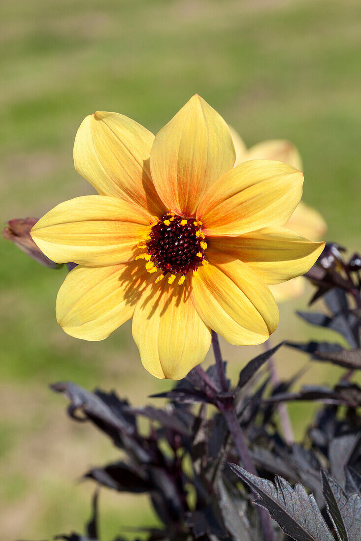Dahlia, yellow