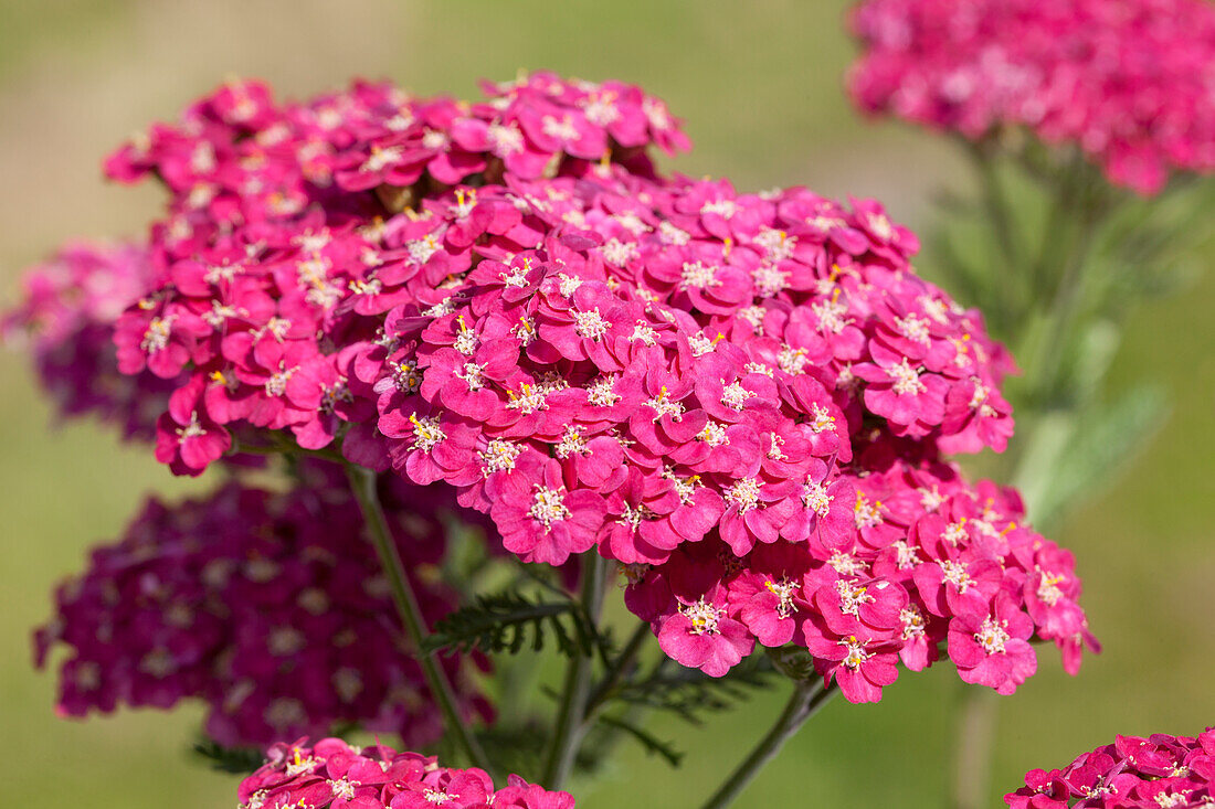 Achillea millefolium Saucy Seduction