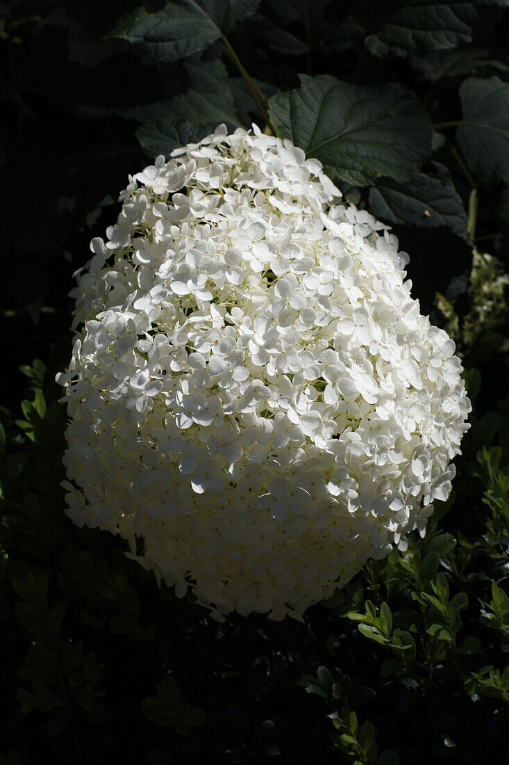 Hydrangea paniculata