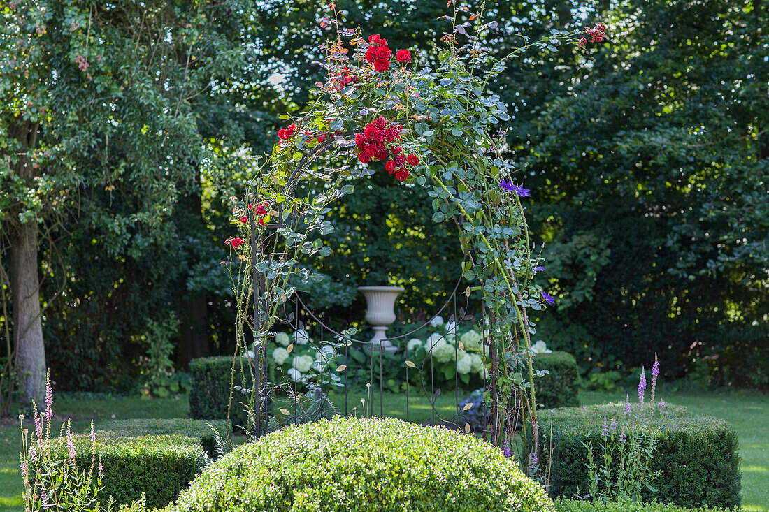 Rosa, Buxus, Hydrangea, Clematis