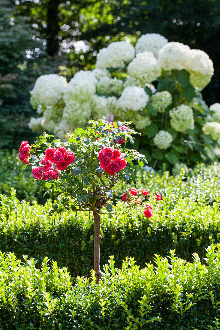 Buxus, Rosa, Hydrangea paniculata