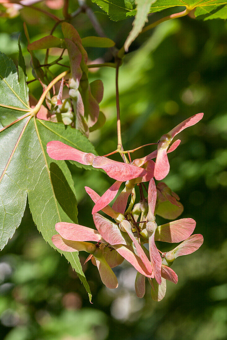 Acer palmatum