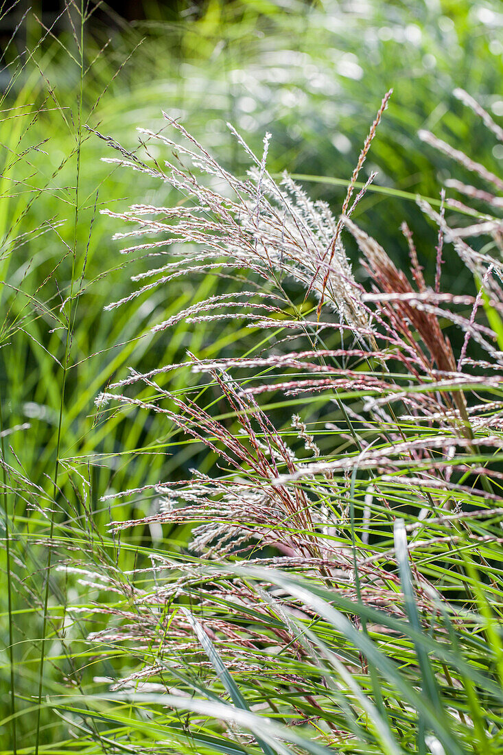 Poaceae