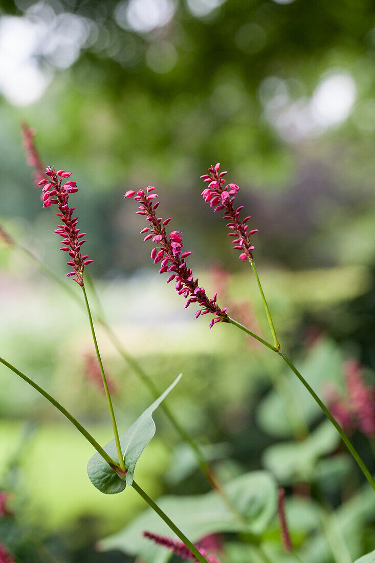 Bistorta amplexicaulis 'Speciosa'