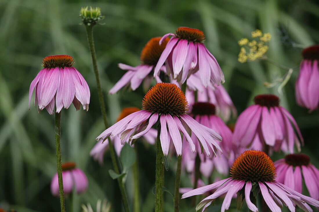 Echinacea purpurea