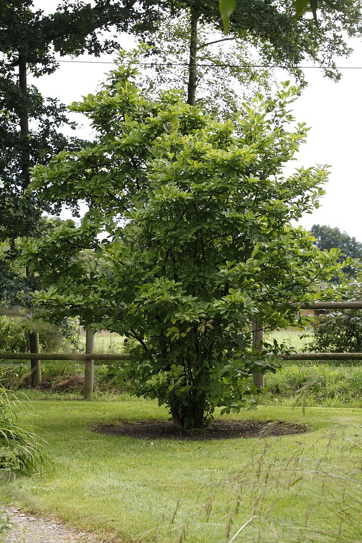 Magnolia soulangiana