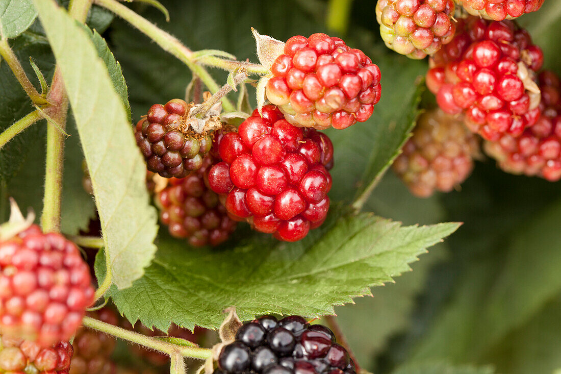 Rubus fruticosus