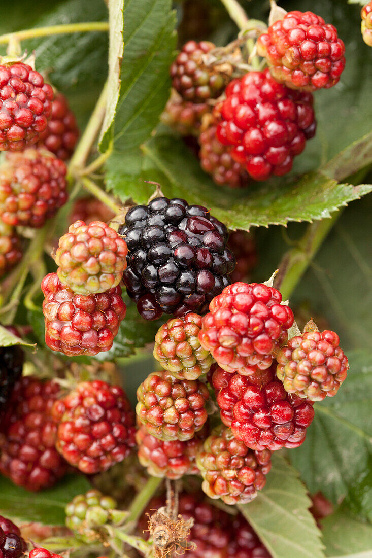 Rubus fruticosus