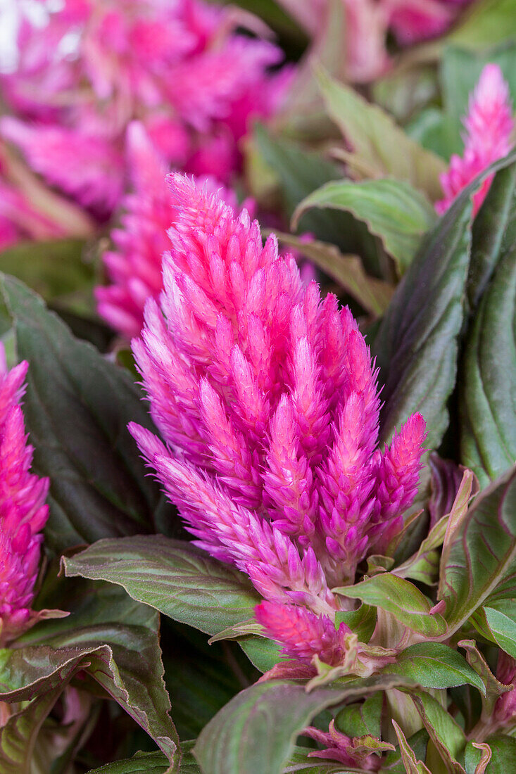 Celosia argentea 'Kelos Fire Pink'