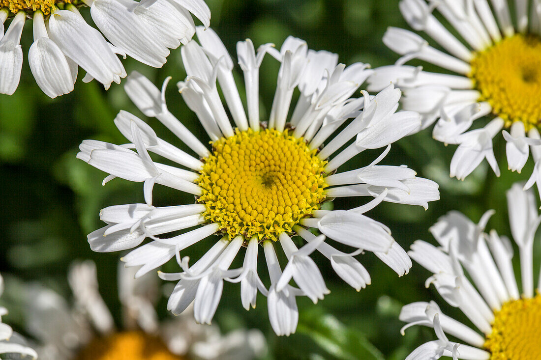 Leucanthemum maximum