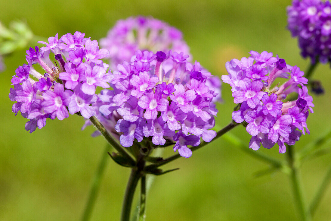 Verbena rigida, purple