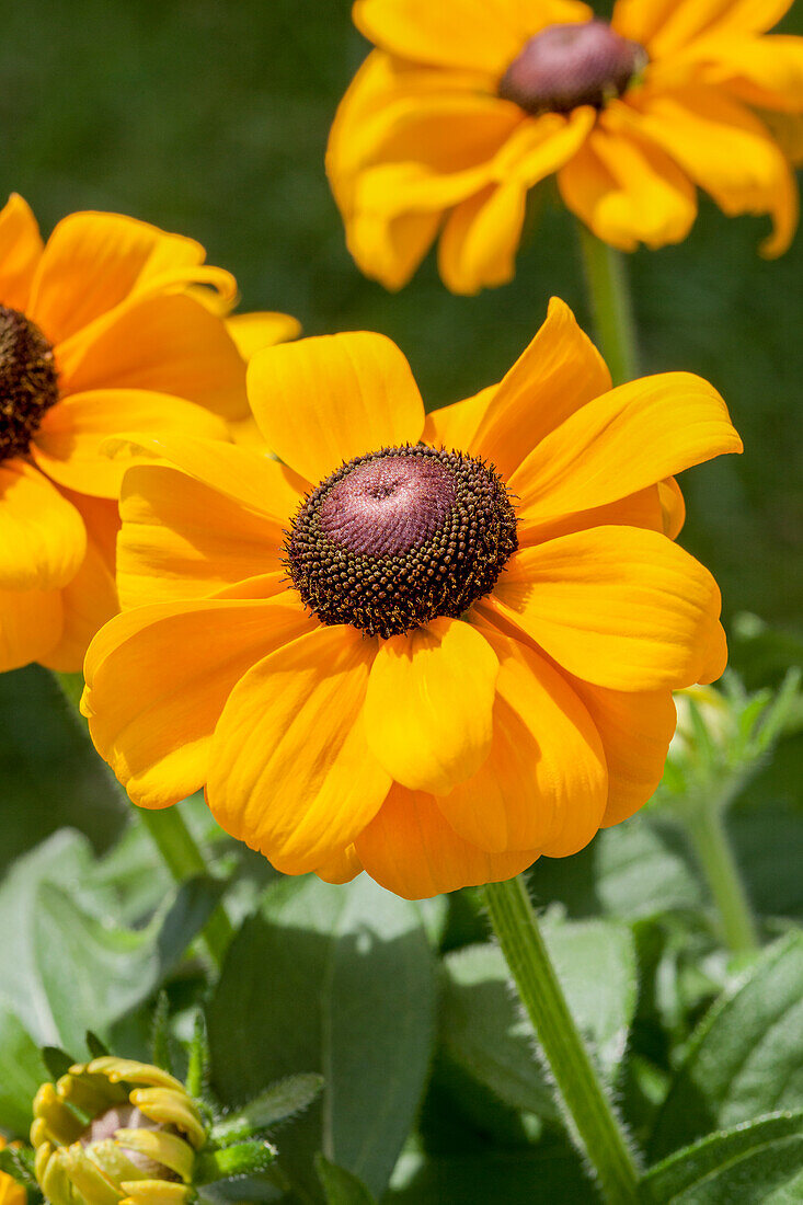 Rudbeckia hirta