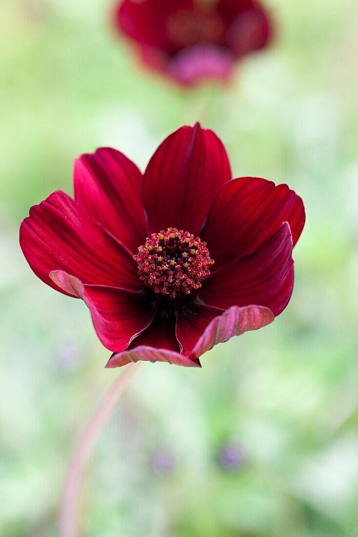 Cosmos atrosanguineus