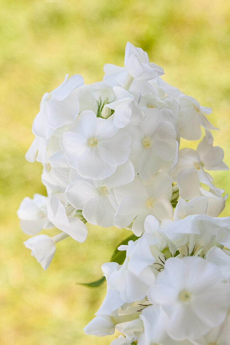 Phlox paniculata, white