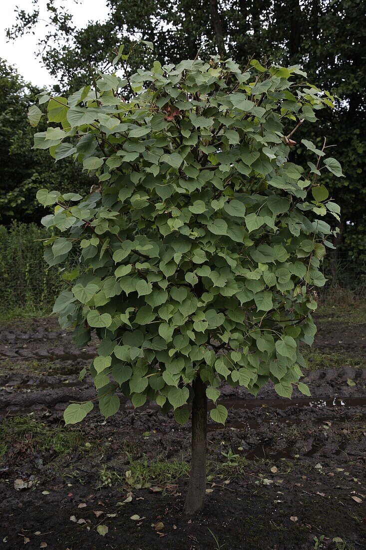 Tilia cordata