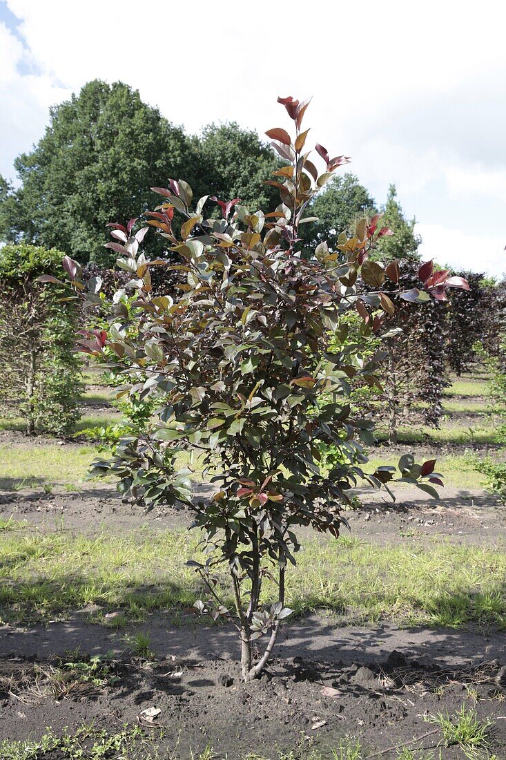 Malus 'Coccinella