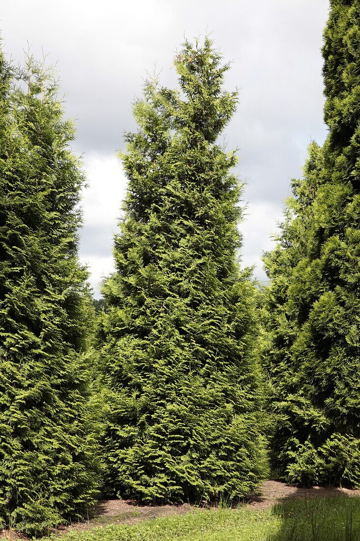 Thuja occidentalis 'Smaragd'