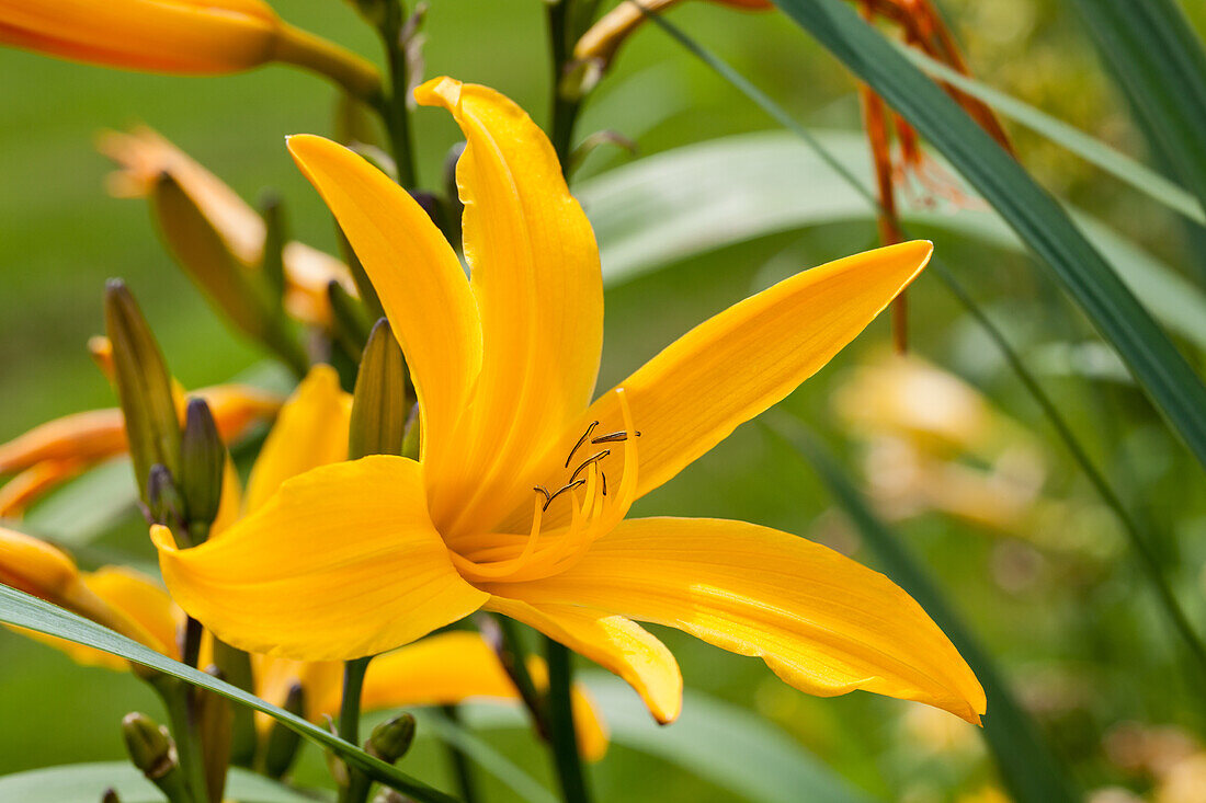 Hemerocallis, yellow