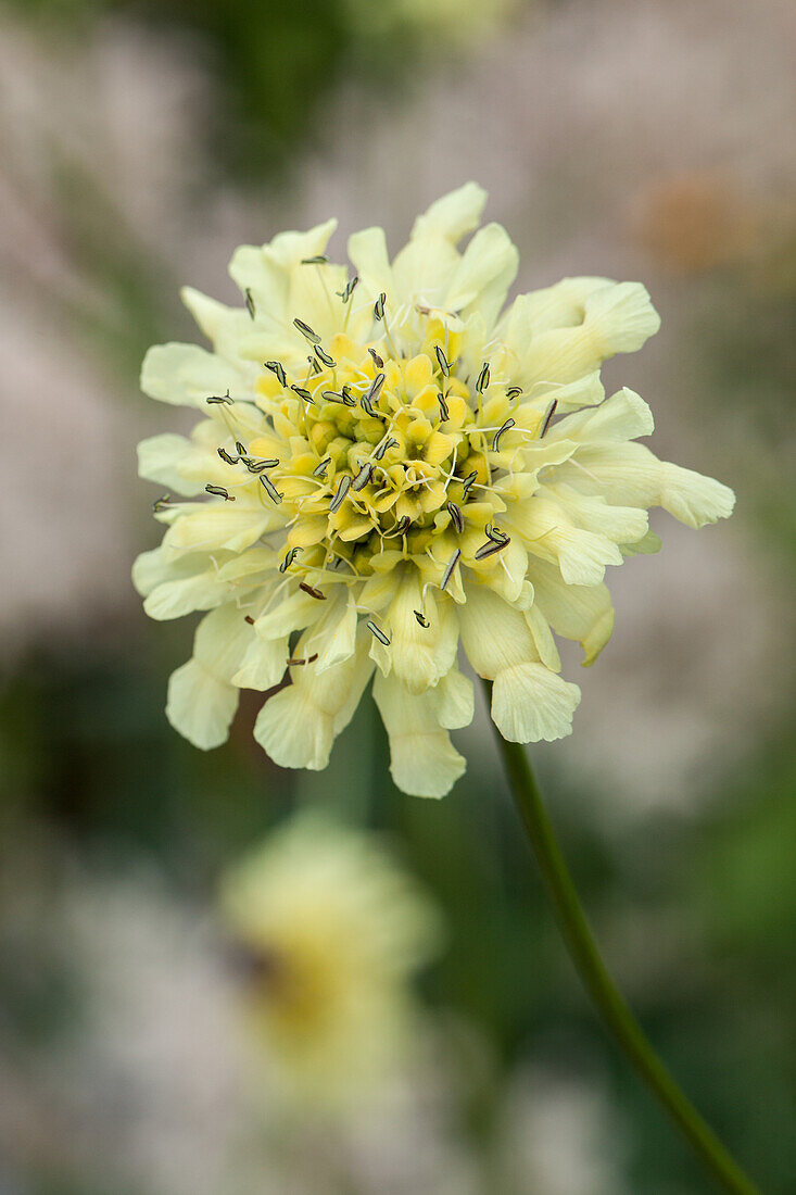 Scabiosa ochroleuca