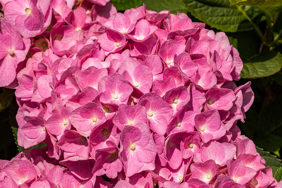 Hydrangea macrophylla, pink flowers